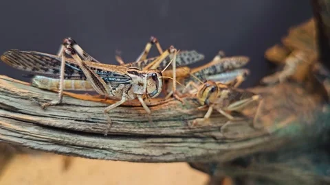 Close up view of grasshoppers Stock Footage 266880240