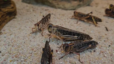 Close up view of grasshoppers Stock Footage 275556867