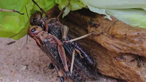Close up view of grasshoppers Stock Footage 275556943