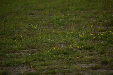 Close-up view of a grassy field dotted with small yellow and white wildflow.. 写真素材