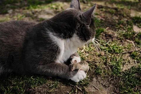 Close-up view of a gray and white cat paw resting near a small mouse on the.. Foto stock