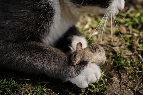 Close-up view of a gray and white cat paw resting near a small mouse on the.. Stock Photos