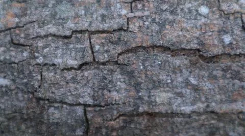Close up view of gray bark with cracks and textured spots in the background 写真素材