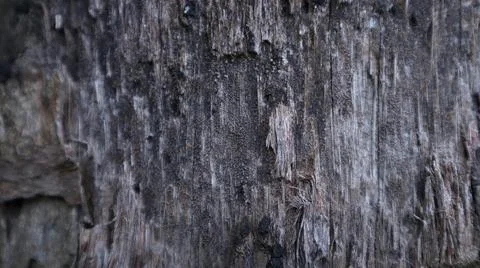 Close up view of gray bark with cracks and textured spots in the background Fotos de archivo