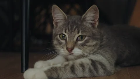 Close-up view of a gray cat with a short fur and big mustache, looking at camera Stock Footage 261761031
