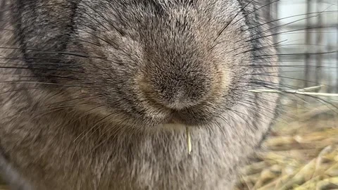 A close view of gray eating rabbit. nose Stock Footage 271155121