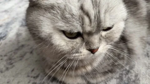 Close view of gray fluffy domestic cat face indoors, soft fur and calm pet Stock Footage 336960319