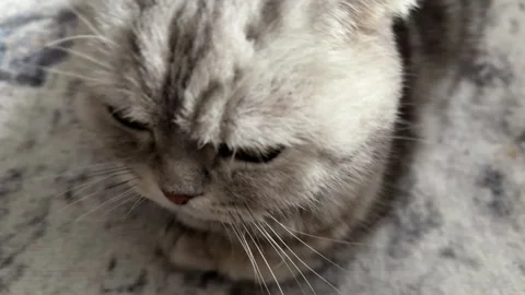 Close view of gray fluffy domestic cat face indoors, soft fur and calm pet Video stock 336960339