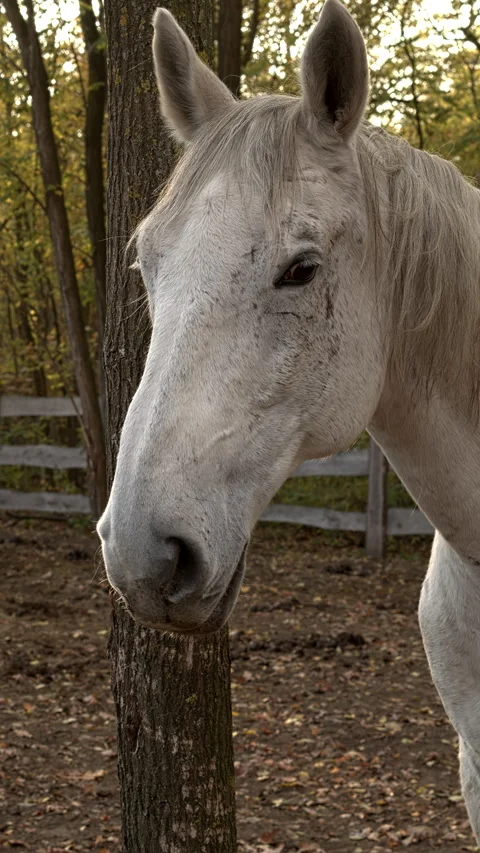 Close-up view of a gray horse resting in a paddock. Stock Footage 296600127
