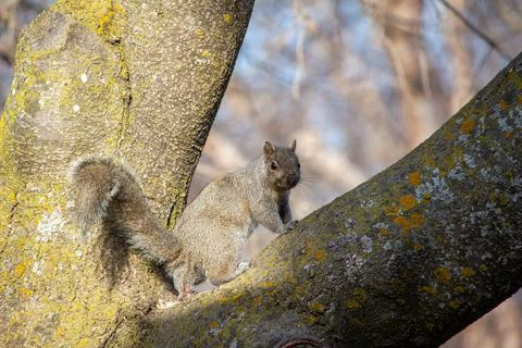 Close up view of a gray squirrel in a mature tree, looking at camera Stock Photos