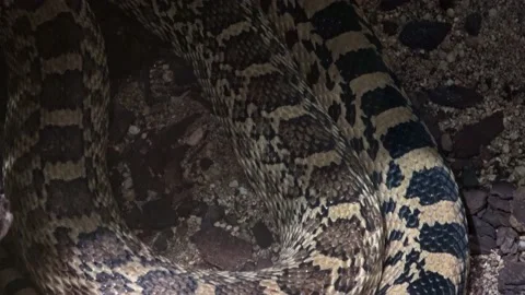 Close-up view of a great basin gopher snake (Pituophis catenifer deserticola) Stock Footage 162399097