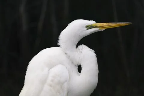 Close up view of a great egret Stock Photos
