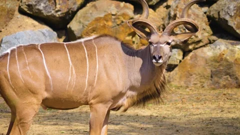Close view of a great kudu Stock Footage 253410442