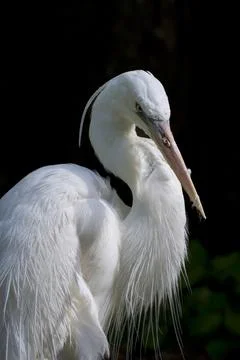 Close up view of a great white heron Stock Photos