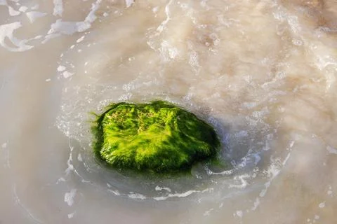 Close up view of green algae covered rock in tropical sea water on sandy beach. Fotos de archivo