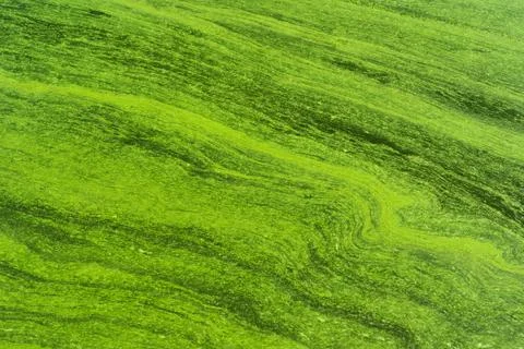 Close-Up View of Green Algae in Water with Flowing Texture Foto stock