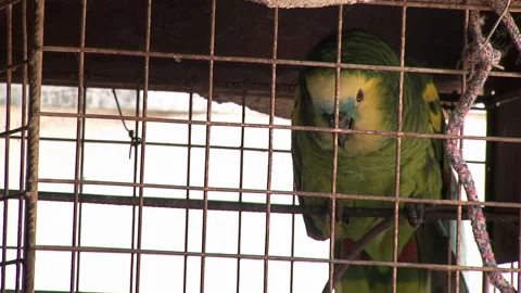 Close View of Green Amazon Parrot Inside Wire Mesh Cage Stock Footage 246153149
