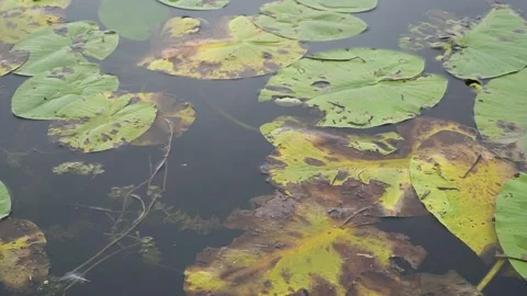 Close up view of green and yellow water lily leaves floating on water surface Stock Footage 263132792