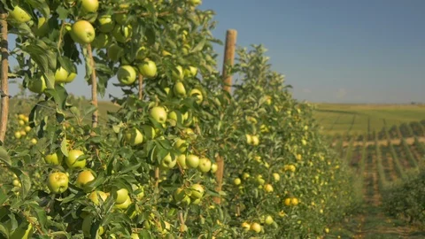 Close-up view of Green Apple Trees, Cider trees, fruit trees Stock Footage 129999083