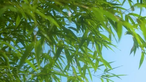 Close Up View of Green Bamboo Leaves Swaying Gently in the Spring Breeze Stock Footage 342022569