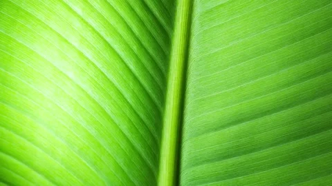 Close up view of green banana leaf - leaf texture , green background Stock Footage 220560436