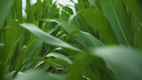 Close view of green beautiful corn leaves in bio agriculture maize field Video stock 209585101