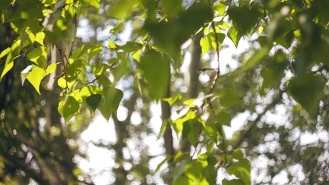 Close Up view of green branch tree with rays of sun in the background Video stock 108595140