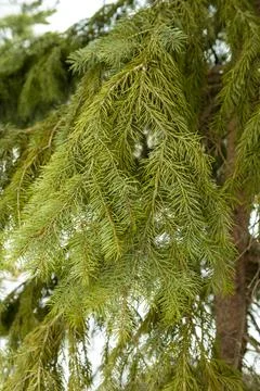 Close view of green branches on a tree in a forest during daylight in early.. Stock Photos