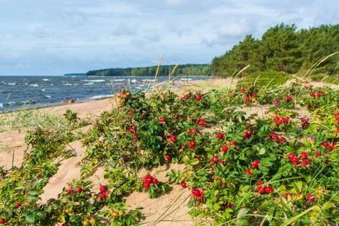Close up view of green bushes of red rose hips on the sandy seashore Stock Photos