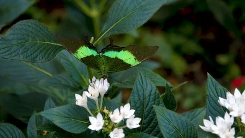 Close view of an green butterfly Stock Footage 256251986