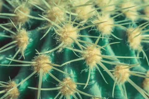 Close up view of green cactus as a background Stock Photos