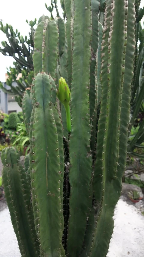 Close-up view of a green cactus with emerging flower bud outdoors Stockbeeldmateriaal 317394226