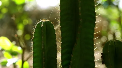A close-up view of a green cactus illuminated by warm sunlight Stock Footage 338221528