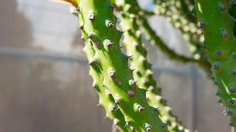 Close-up view of a green cactus with sharp spines and textured surface, sho.. Stock Photos