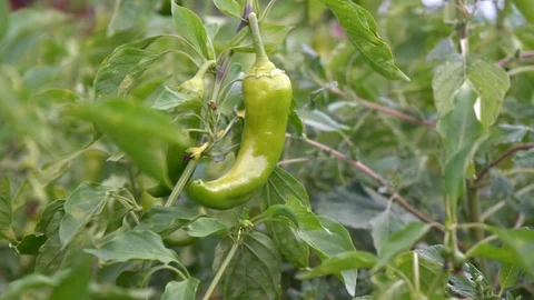 Close-up view of a green chili pepper in greenhouse Stock Footage 94033145