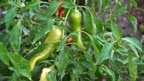 Close-up view of a green chili pepper in greenhouse Stock Footage 94034063