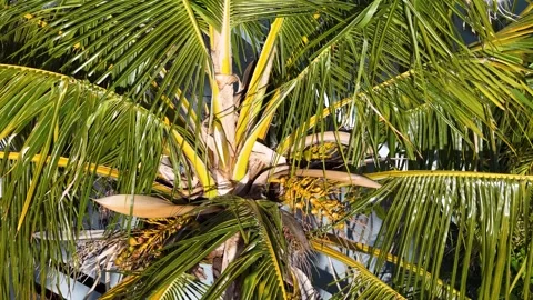 Close Up View of Green Coconut Palm Tree Fronds in Sunlight Stock Footage 338319268