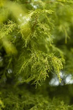 Close view of green conifer tree branches showing fine leaves and natural t.. Stock Photos