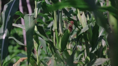 Close up view of green corn field in Indonesia almost ready to harvest Stock Footage 314699647