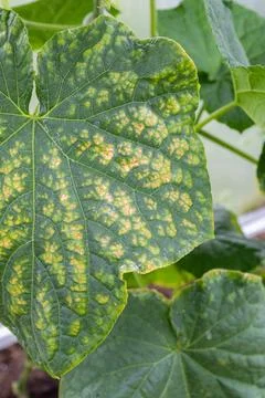 Close up view of a green cucumber leaf showing signs of downy mildew infect.. Photos