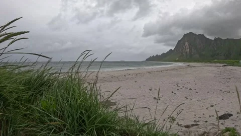 Close up view of green dune grass swaying in wind at Bleik Beach Norway Stock-Footage 343130697