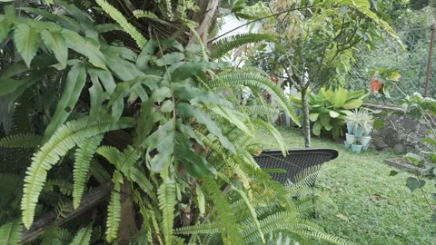 Close view of green foliage with overlapping leaves in a natural garden Video stock 316789860