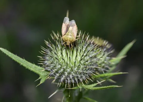 A close-up view of a green forest bug on a burdock bud Stock Photos