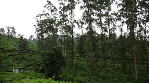 Close view of green forest in Kerala Видео 156961014