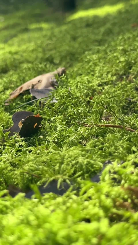 Close up view of green forest moss on woodland floor ground. Close macro vi.. Stock Footage 343259599