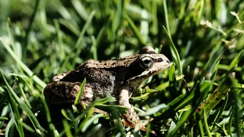 Close up view of a green frog among the grass. Common frog sitting under sunligh Stock Footage 117797605