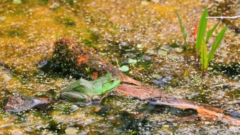 A close up view of a green frog resting quietly on yellow algae-covered wat.. Stock Footage 316111658