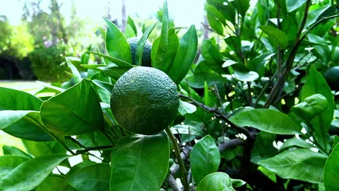 A close view to the green fruit of orange or lemon standing at branch Video stock 143436640