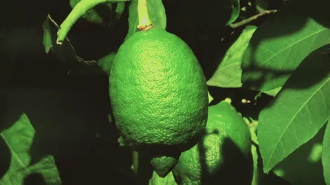 A close view to the green fruit of orange or lemon standing at branch Video stock 143500221