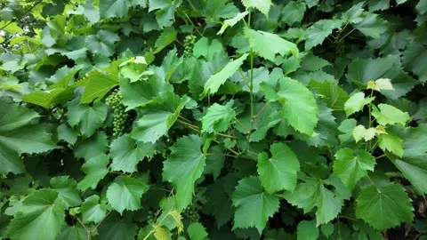 Close view of green grape leaves in a vineyard during summer season near Stock Footage 340844058